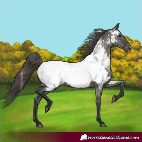 Horse Color:Grullo Near Fewspot 