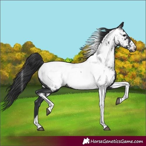 Horse Color:Black Tobiano Near Fewspot 