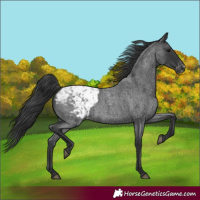 Horse Color:Blue Roan Blanket 