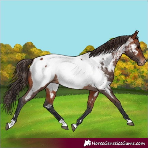 Horse Color:Bay Appaloosa