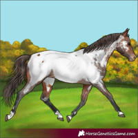 Horse Color:Bay Appaloosa