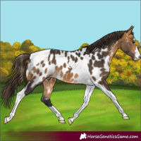 Horse Color:Buckskin Tobiano Appaloosa 