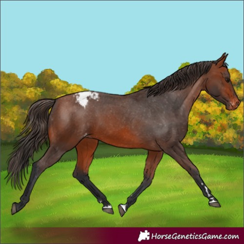 Horse Color:Bay Appaloosa 
