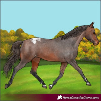 Horse Color:Bay Appaloosa 