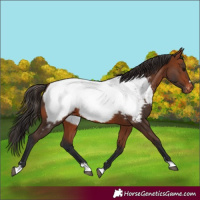 Horse Color:Bay Appaloosa