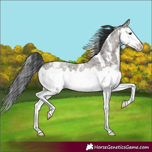 Horse Color:White Spotted Grullo Roan Splash 
