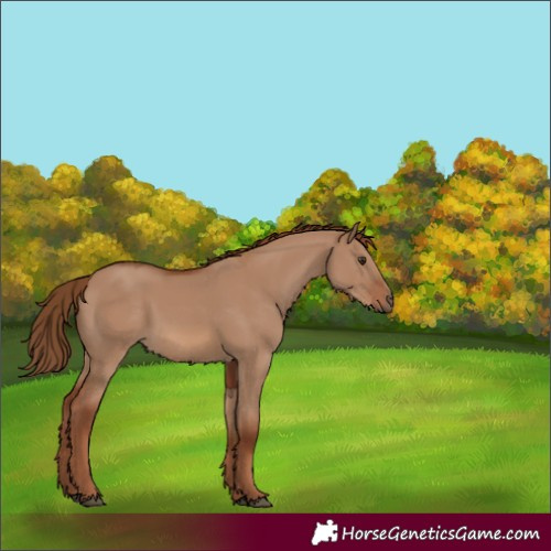 Horse Color:Red Dun
