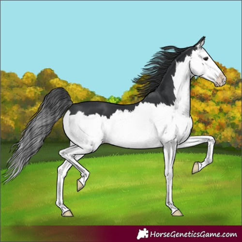Horse Color:Unknown 