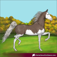 Horse Color:Silver Black Splash