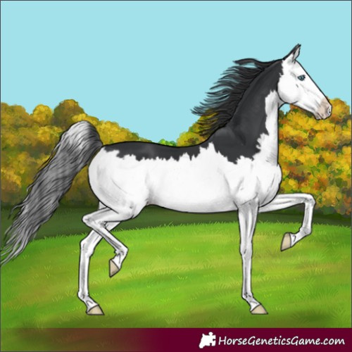 Horse Color:Black Splash 