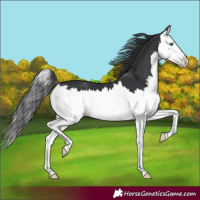 Horse Color:Black Splash 