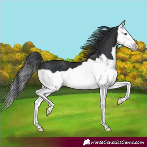 Horse Color:Black Splash Frame 
