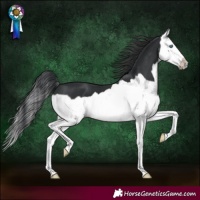Horse Color:Black Splash Frame 
