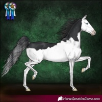 Horse Color:Black Splash Frame