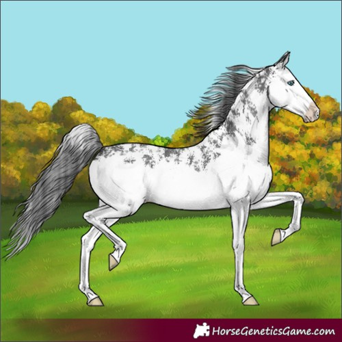Horse Color:Black Sabino Splash 