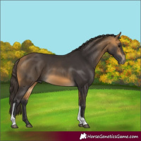Horse Color:Buckskin Tobiano 