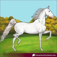 Horse Color:Smoky Creme Roan Dun Sabino Appaloosa