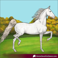 Horse Color:Smoky Creme Roan Dun Sabino Appaloosa