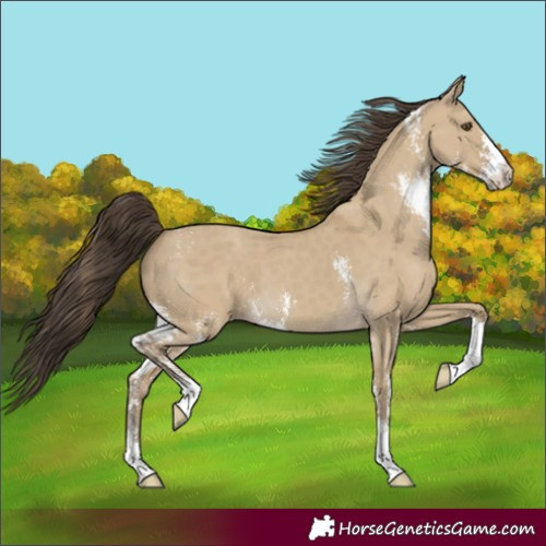 Horse Color:Classic Cream Champagne Dun Sabino 