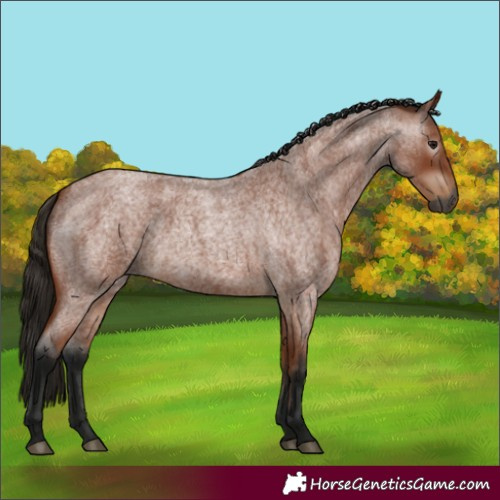 Horse Color:Gray Bay Roan 