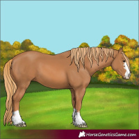 Horse Color:Chestnut 