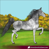 Horse Color:White Spotted Black 