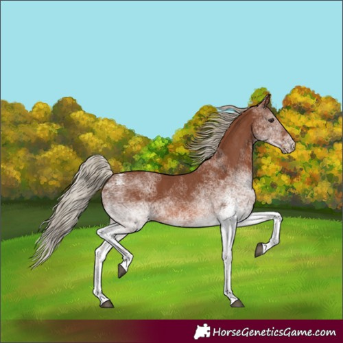 Horse Color:White Spotted Chestnut 