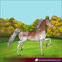 Horse Color:White Spotted Chestnut