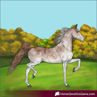 Horse Color:White Spotted Chestnut 