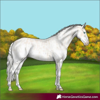 Horse Color:Cremello Sabino and Cremello Sabino Frame