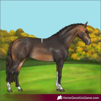 Horse Color:Buckskin Tobiano 