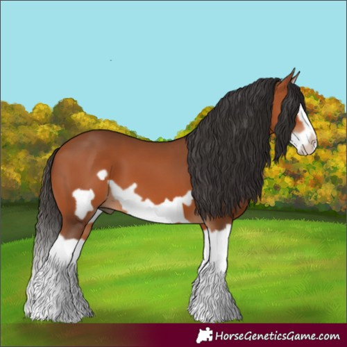 Horse Color:Bay Splash Frame