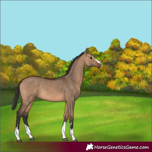 Horse Color:Bay Dun Rabicano