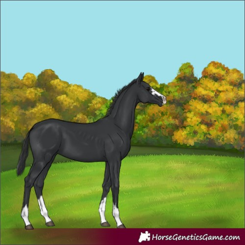 Horse Color:Black 