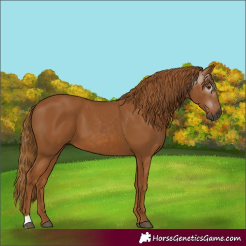 Horse Color:Gray Chestnut 