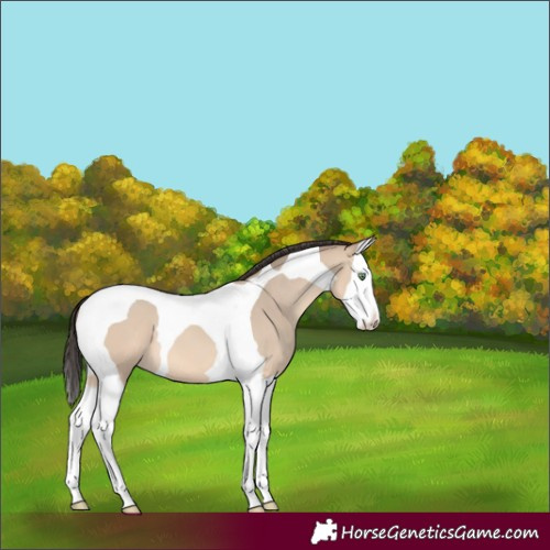 Horse Color:Amber Champagne Dun Splash Tobiano 