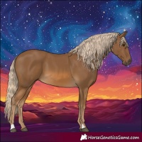Horse Color:Chocolate Palomino 