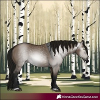 Horse Color:Gray Brown Dun 