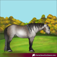 Horse Color:Gray Brown Dun 