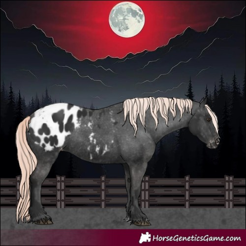 Horse Color:Liver Chestnut Mushroom Appaloosa Rabicano 