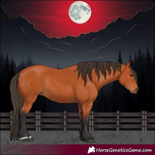 Horse Color:Bay Rabicano 