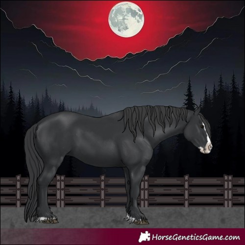 Horse Color:Black Splash 