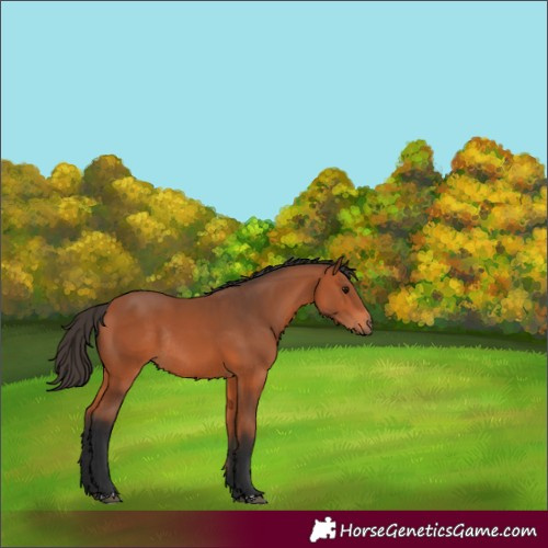 Horse Color:Bay Rabicano 
