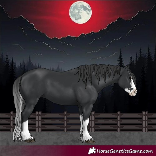 Horse Color:Black Splash 