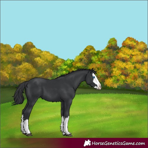 Horse Color:Black Splash 