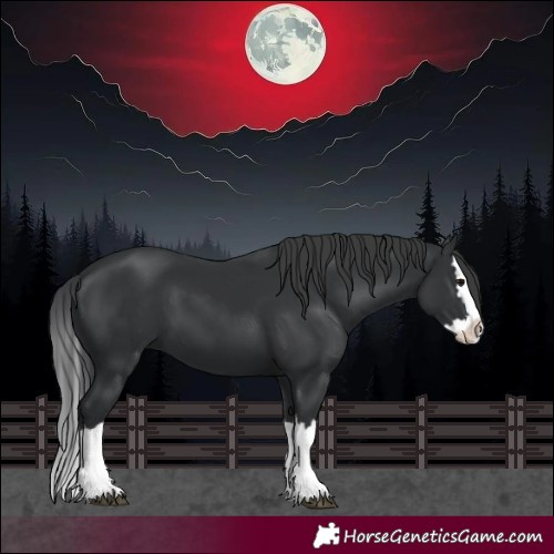 Horse Color:Black Splash 