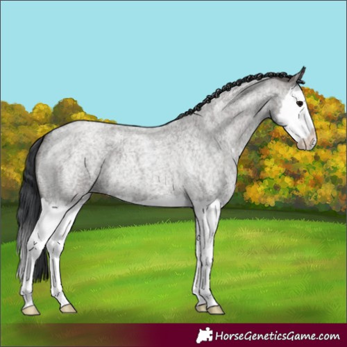 Horse Color:Grullo Roan Splash 
