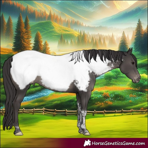 Horse Color:Smoky Black Tobiano Appaloosa Rabicano 