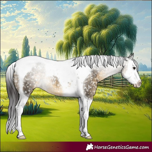 Horse Color:Buckskin Splash Tobiano Appaloosa 