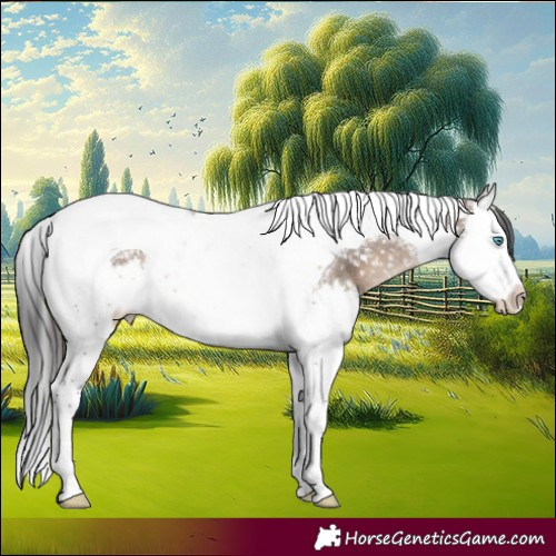 Horse Color:Brown Dun Splash Tobiano Appaloosa 
